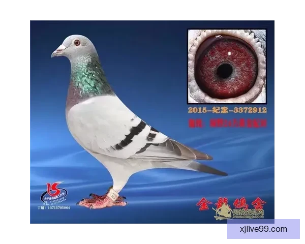 蓝狐近15轮仅取11分深陷降级区 保级对手少赛1场领先1分